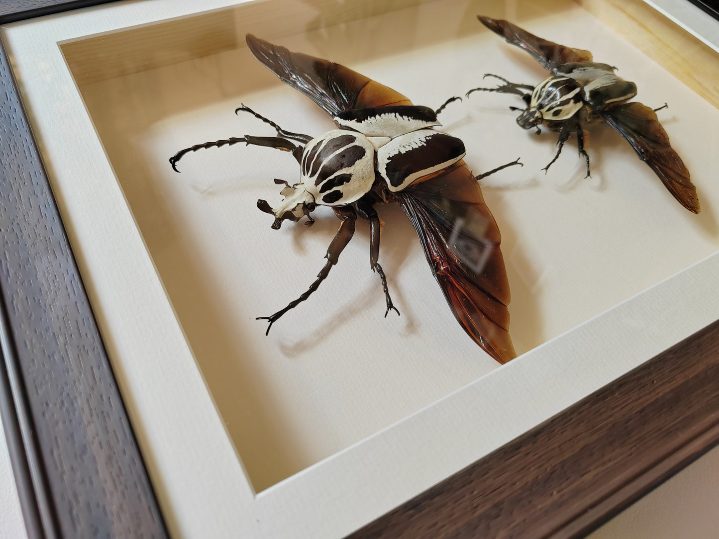 Framed Goliathus regius Pair XL beautiful specimens