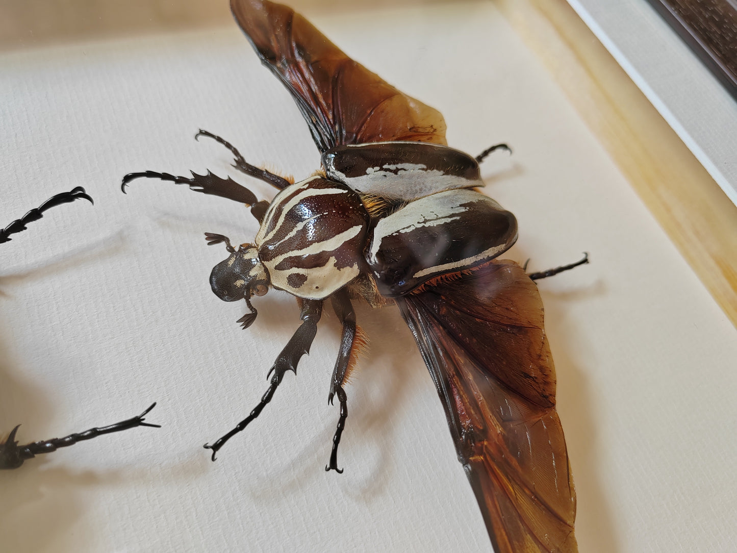 Framed Goliathus regius Pair XL beautiful specimens