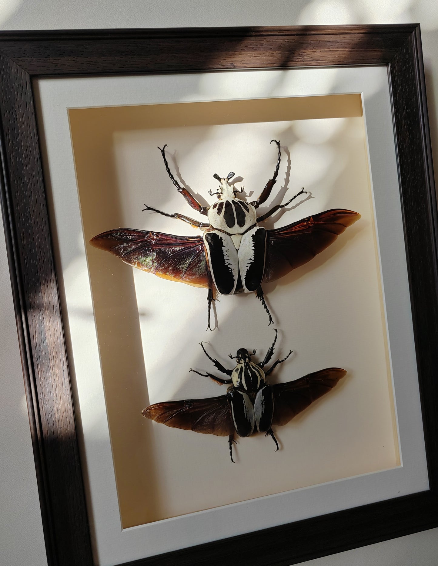 Framed Goliathus regius Pair XL beautiful specimens