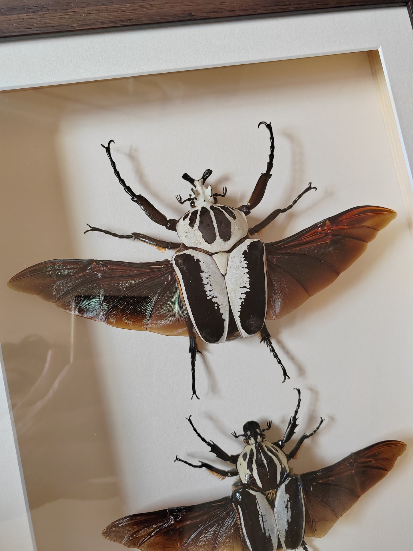 Framed Goliathus regius Pair XL beautiful specimens