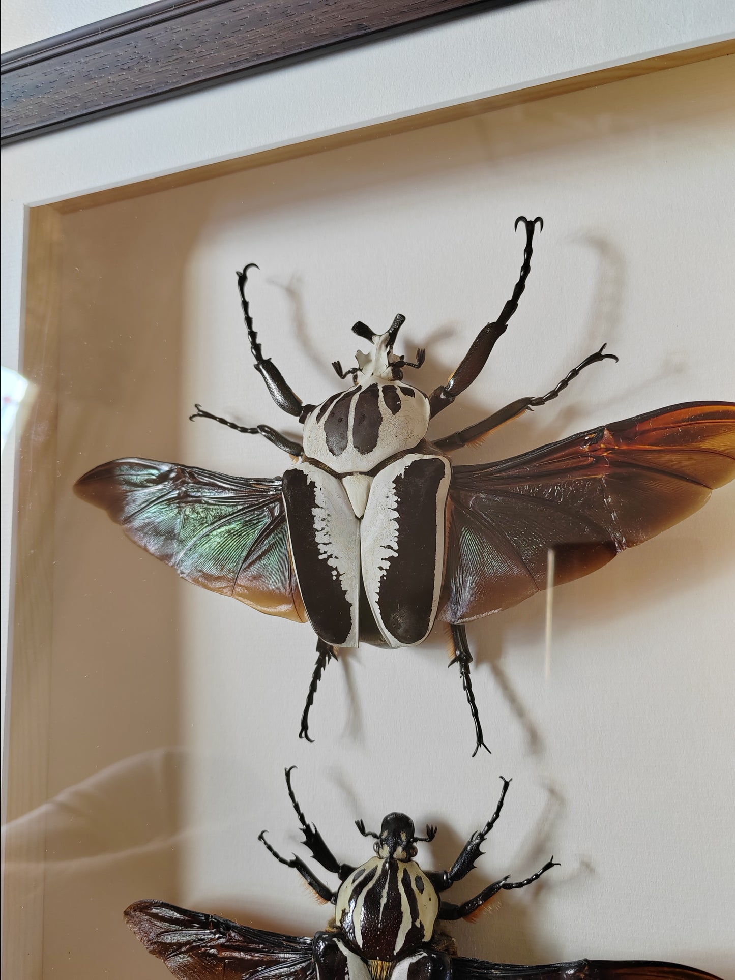 Framed Goliathus regius Pair XL beautiful specimens