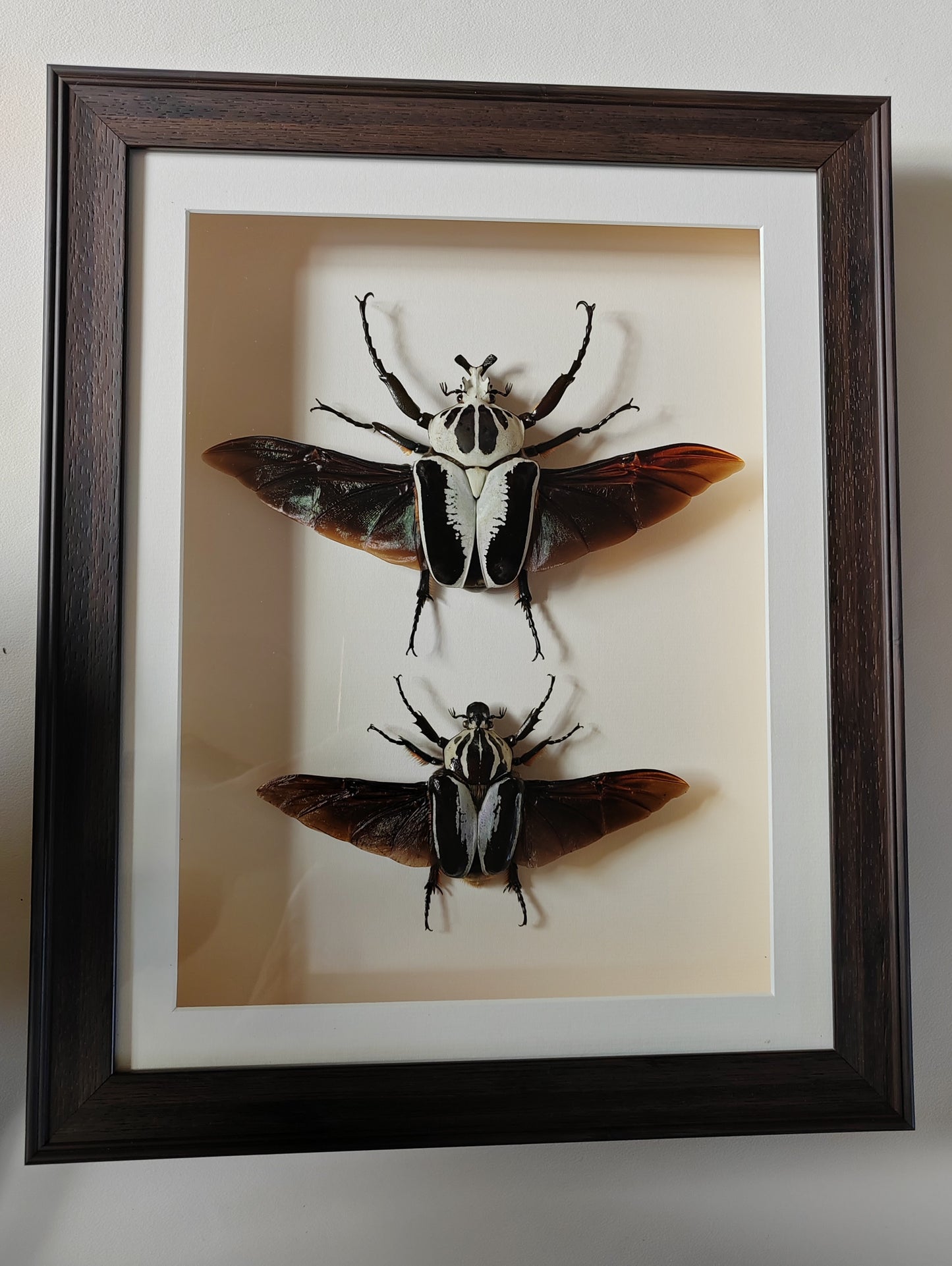 Framed Goliathus regius Pair XL beautiful specimens