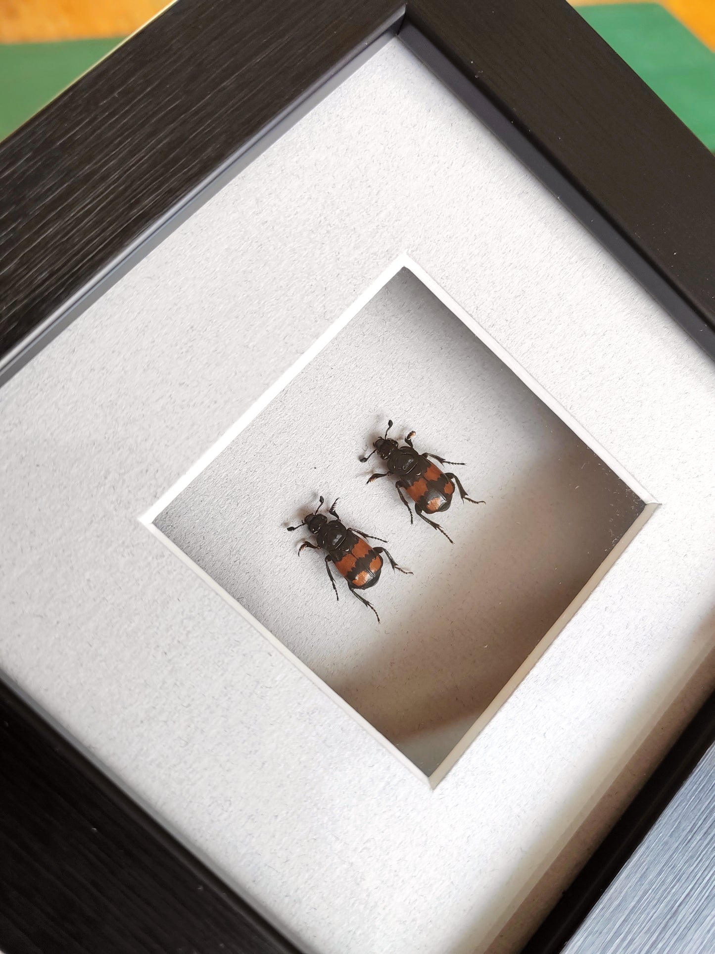 Framed Nicrophorus pair, Burying Beetles (Sexton Beetles) specimens