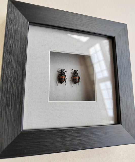 Framed Nicrophorus pair, Burying Beetles (Sexton Beetles) specimens