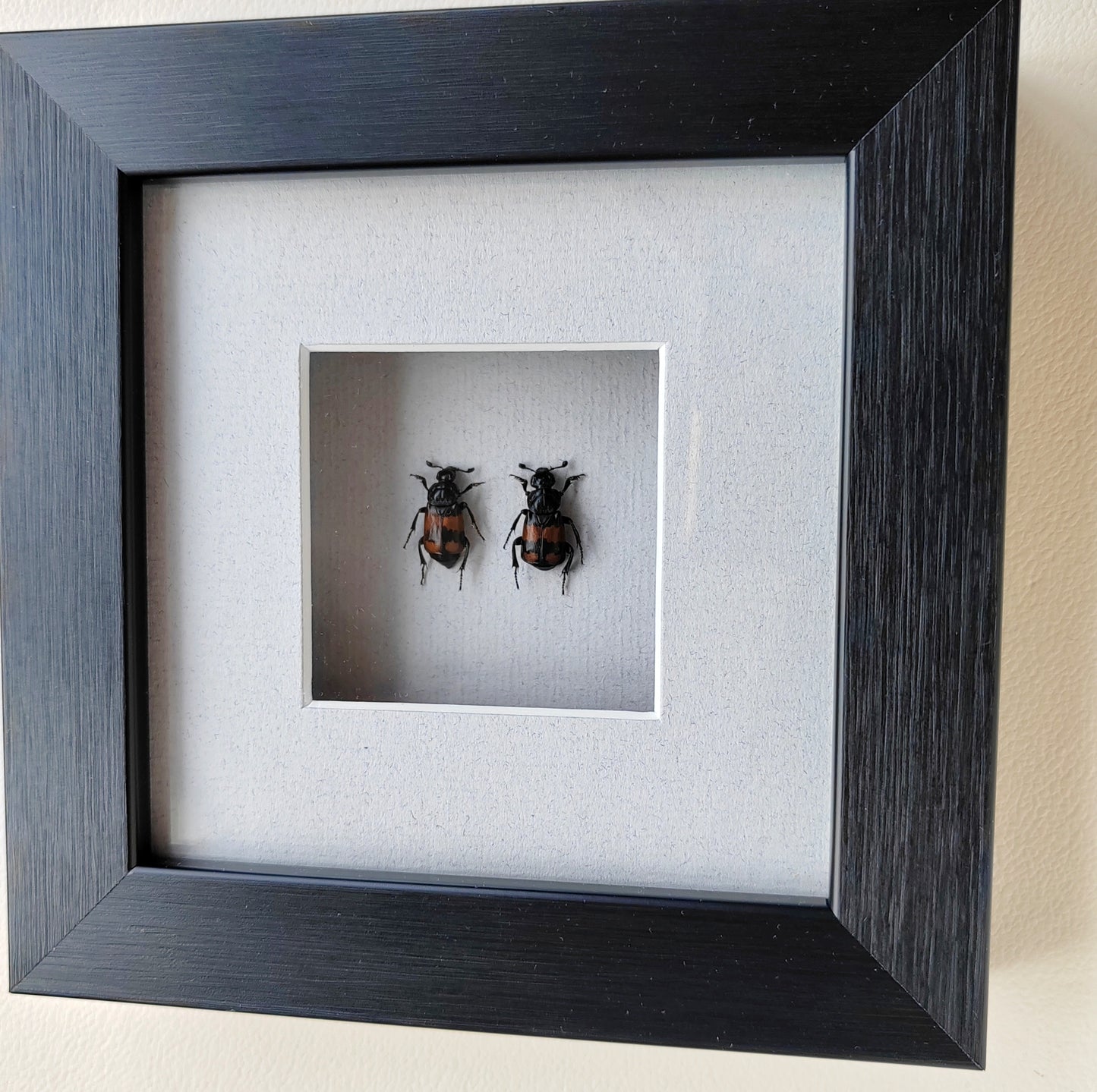 Framed Nicrophorus pair, Burying Beetles (Sexton Beetles) specimens