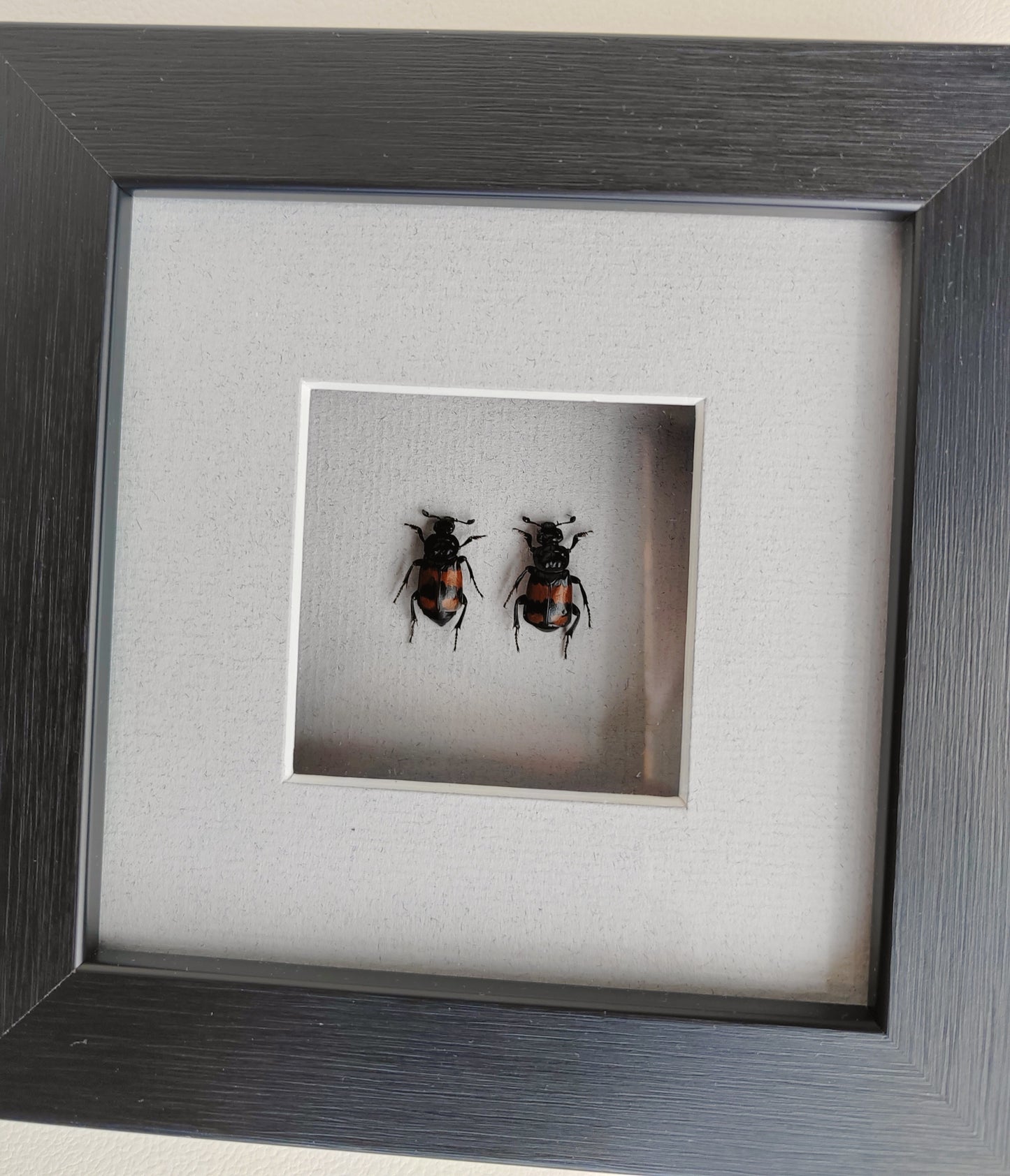 Framed Nicrophorus pair, Burying Beetles (Sexton Beetles) specimens