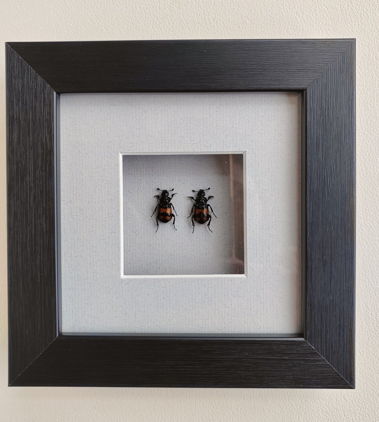 Framed Nicrophorus pair, Burying Beetles (Sexton Beetles) specimens