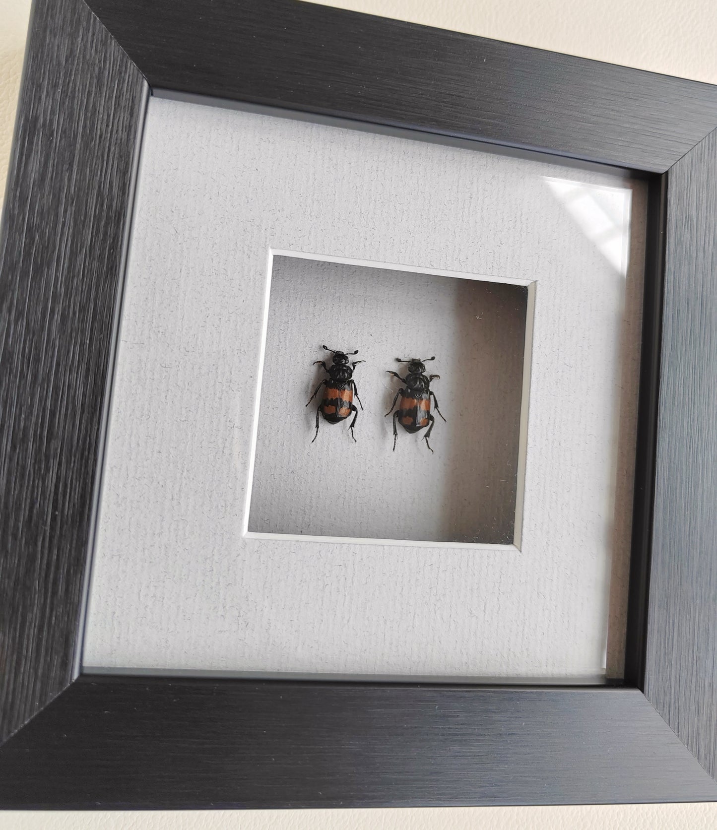 Framed Nicrophorus pair, Burying Beetles (Sexton Beetles) specimens