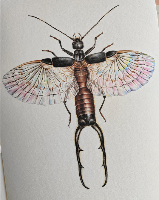 Adiathetus shelfordi Earwig A4 size limited edition art print