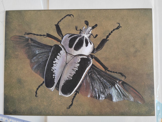 Goliathus regius in flight - limited edition A4 size print Goliath Beetle