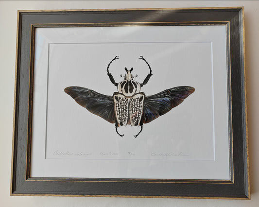 Goliathus meleagris Framed limited edition art print