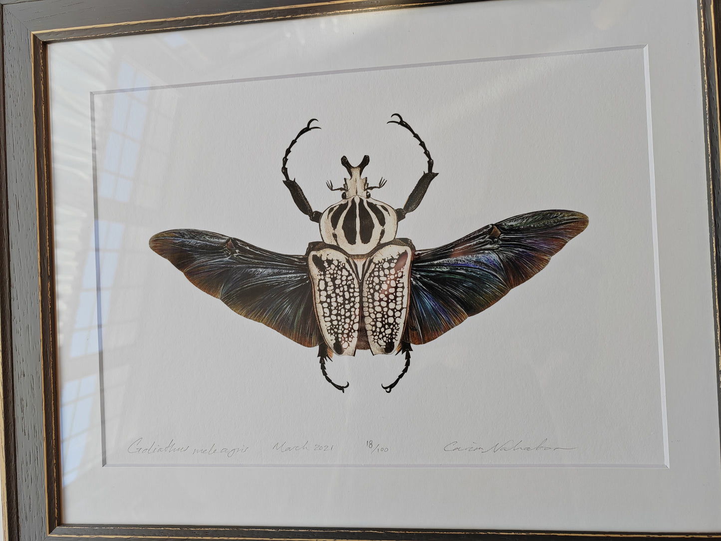 Goliathus meleagris Framed limited edition art print