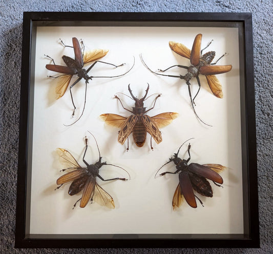 Giant Longhorn Beetles frame - rare giant specimens