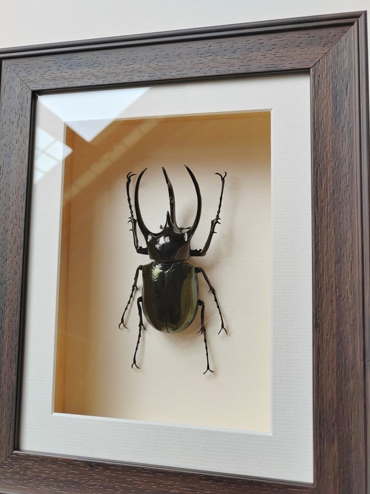 Framed Specimen - Chalcosoma chiron, huge male