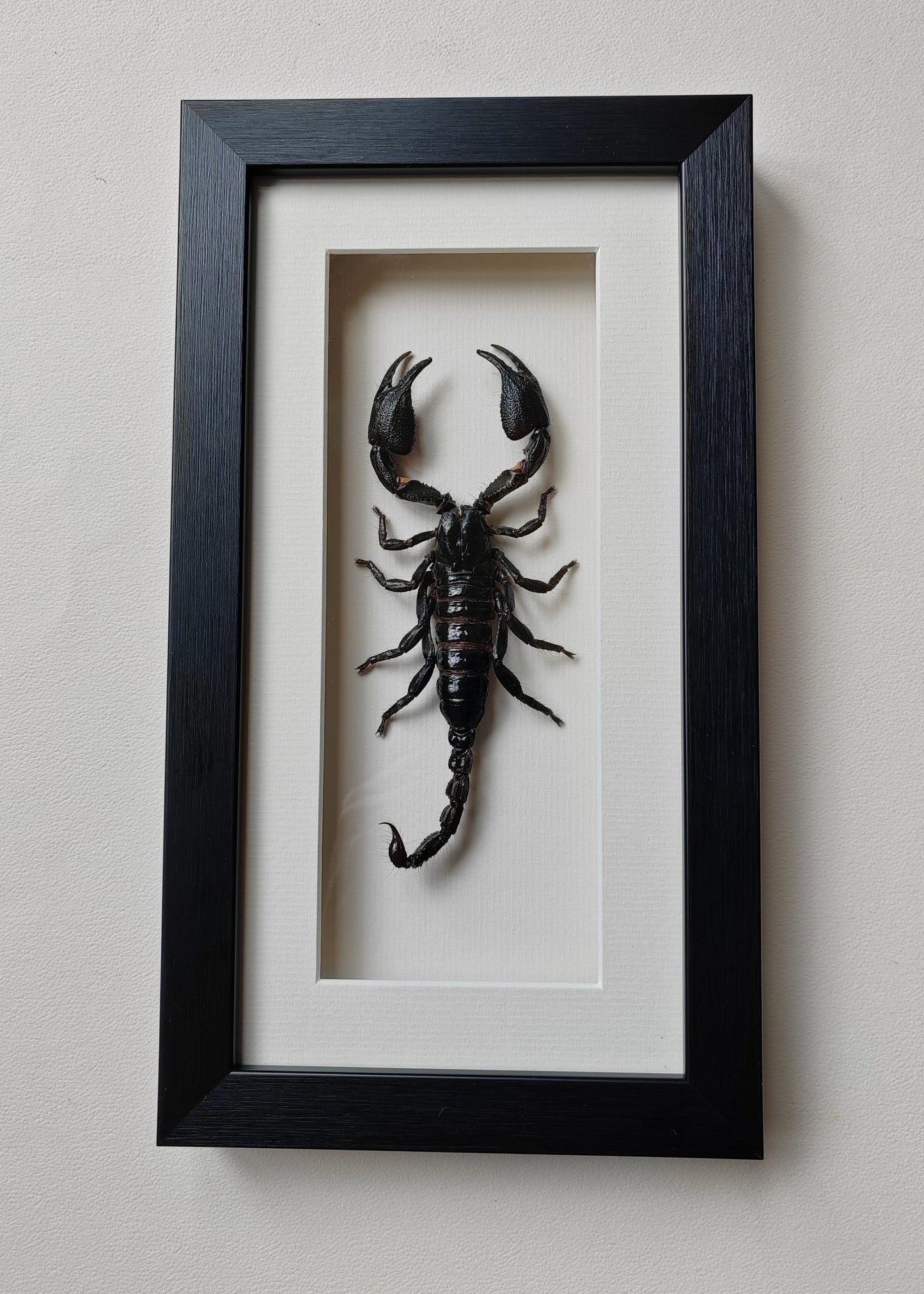 Framed Scorpion specimen -Large