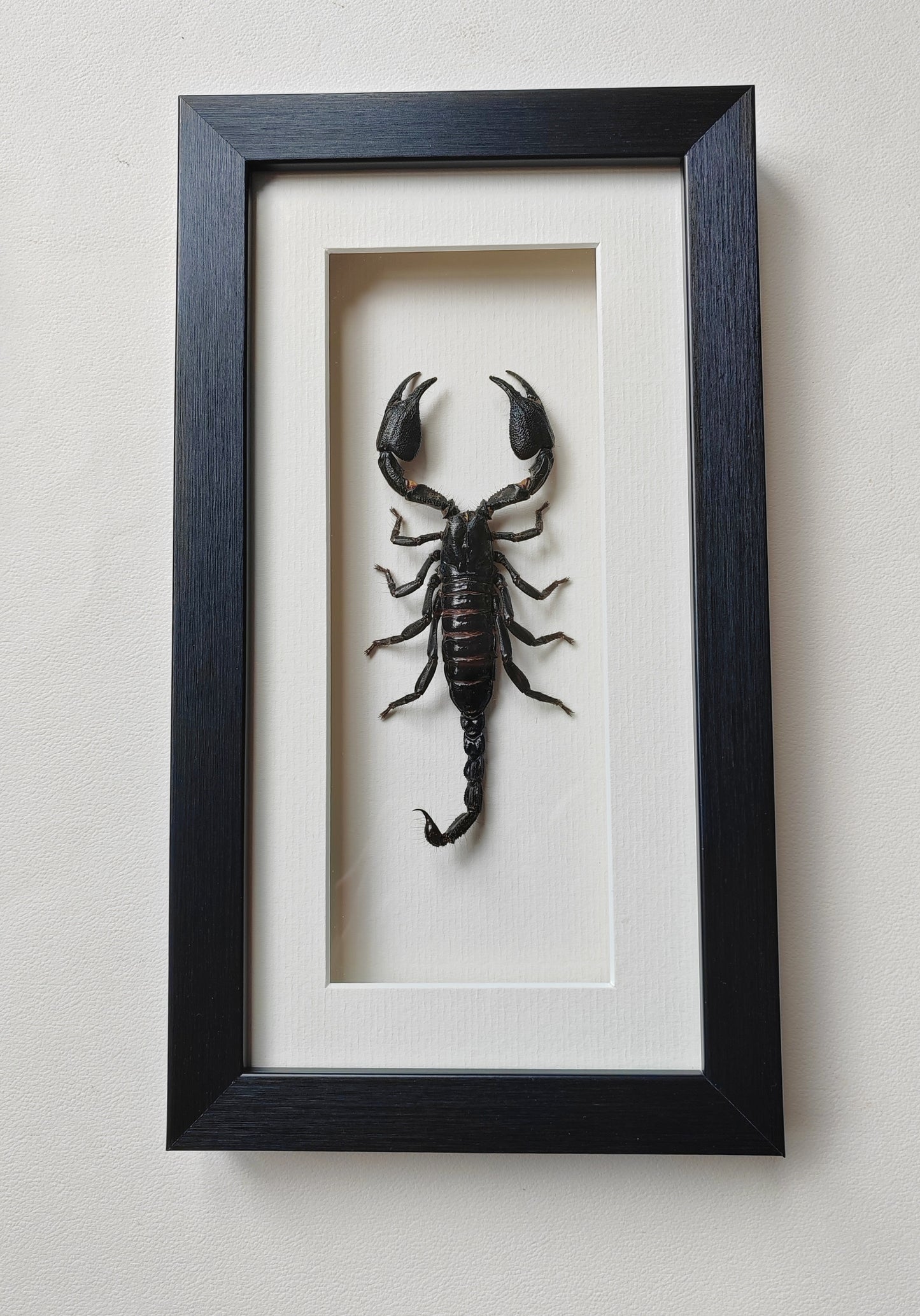 Framed Scorpion specimen -Large