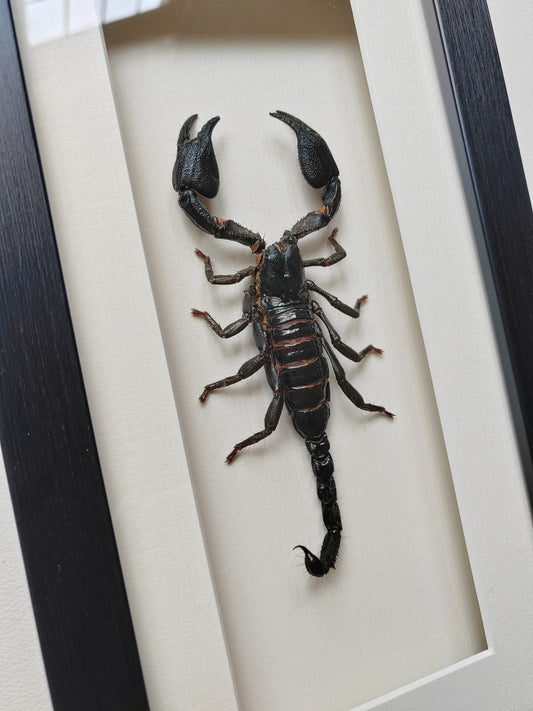 Framed Scorpion specimen -Large