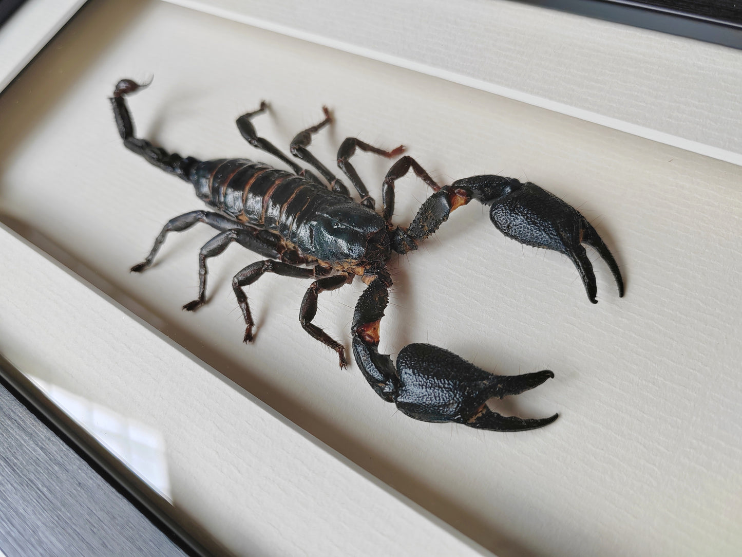 Framed Scorpion specimen -Large