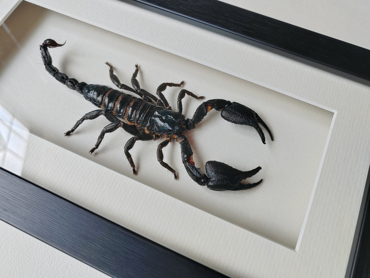 Framed Scorpion specimen -Large