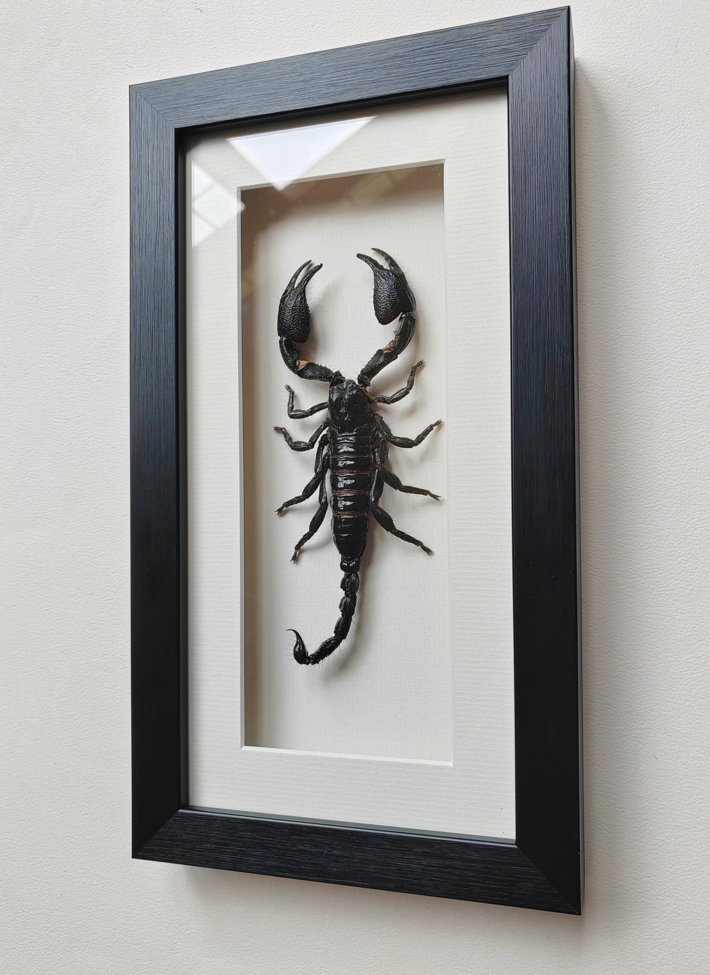 Framed Scorpion specimen -Large