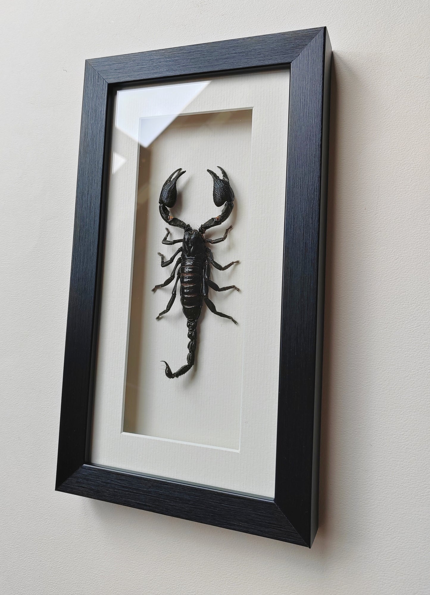 Framed Scorpion specimen -Large