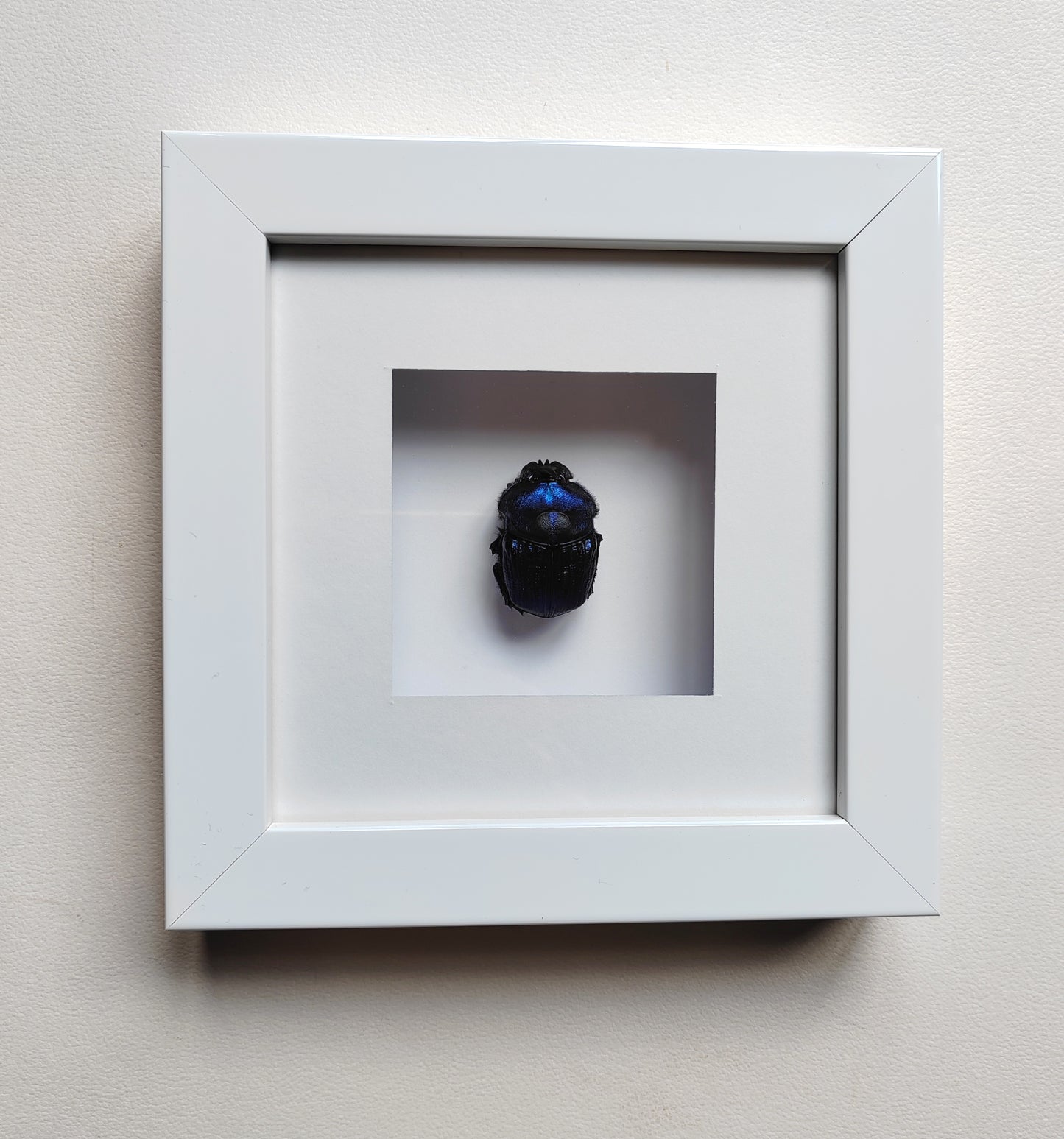 Framed real specimen Blue Scarab Beetle Coprophanaeus lancifer