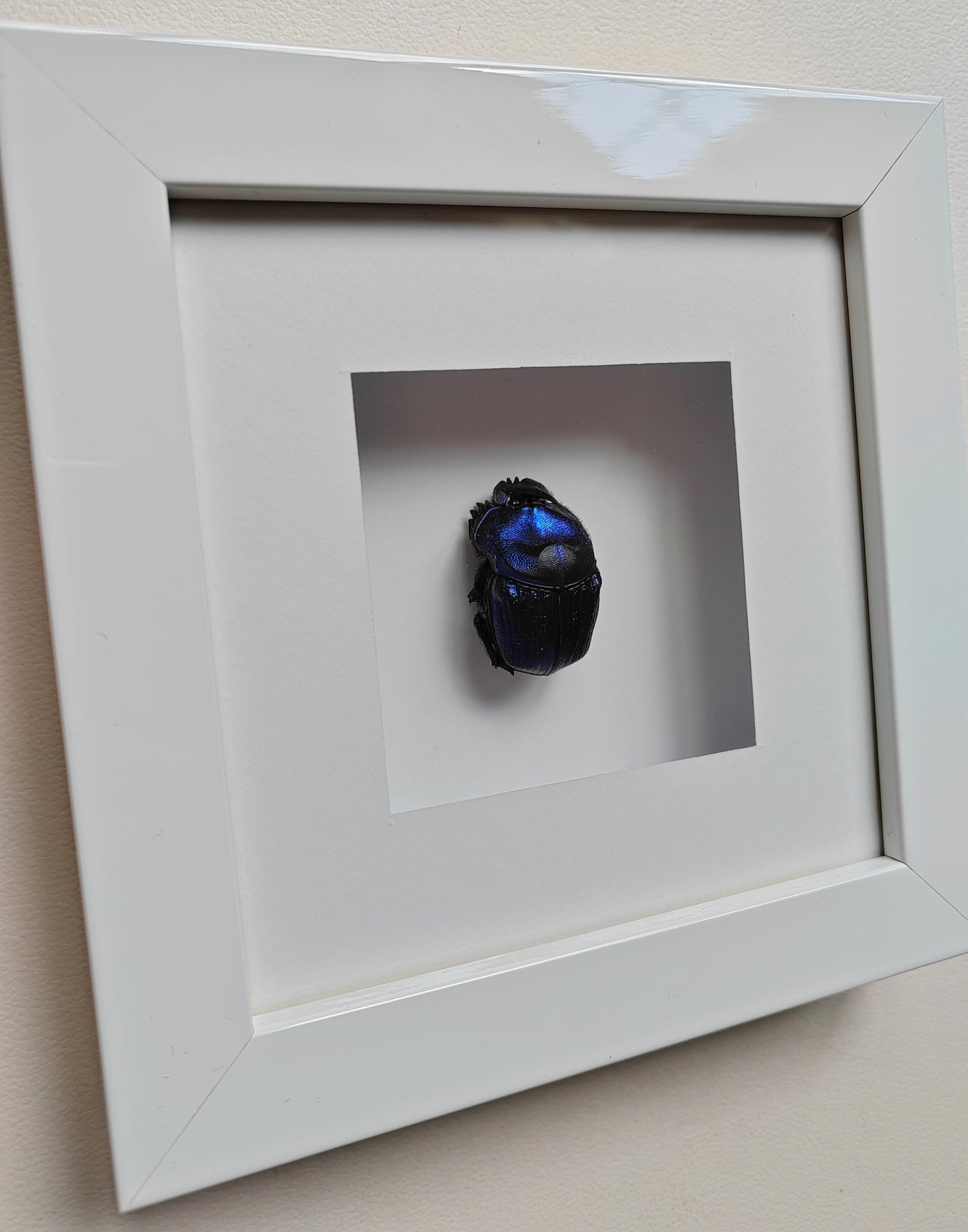 Framed real specimen Blue Scarab Beetle Coprophanaeus lancifer