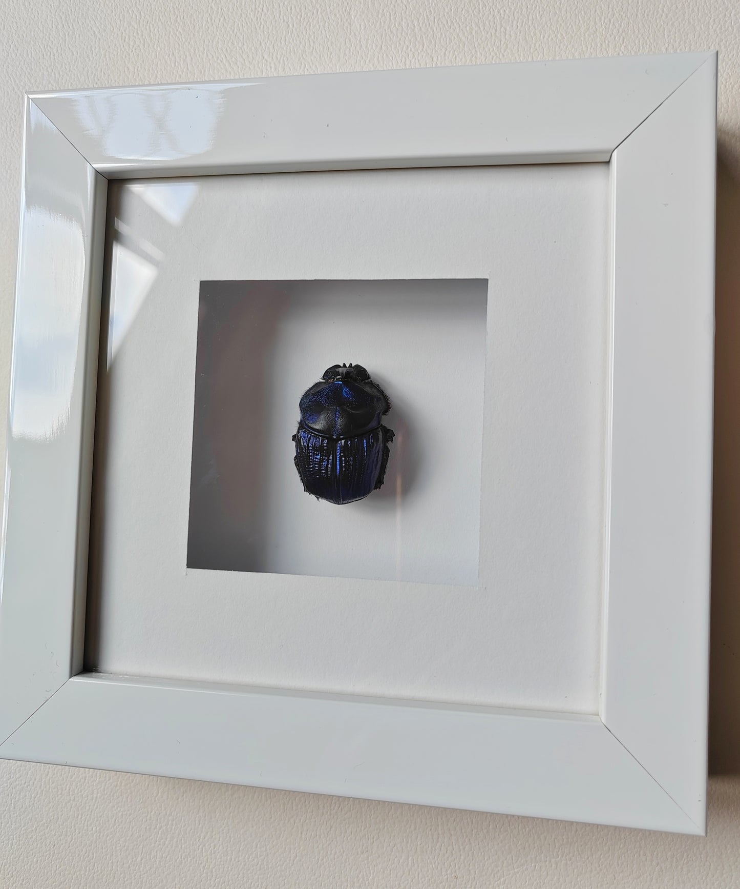 Framed real specimen Blue Scarab Beetle Coprophanaeus lancifer