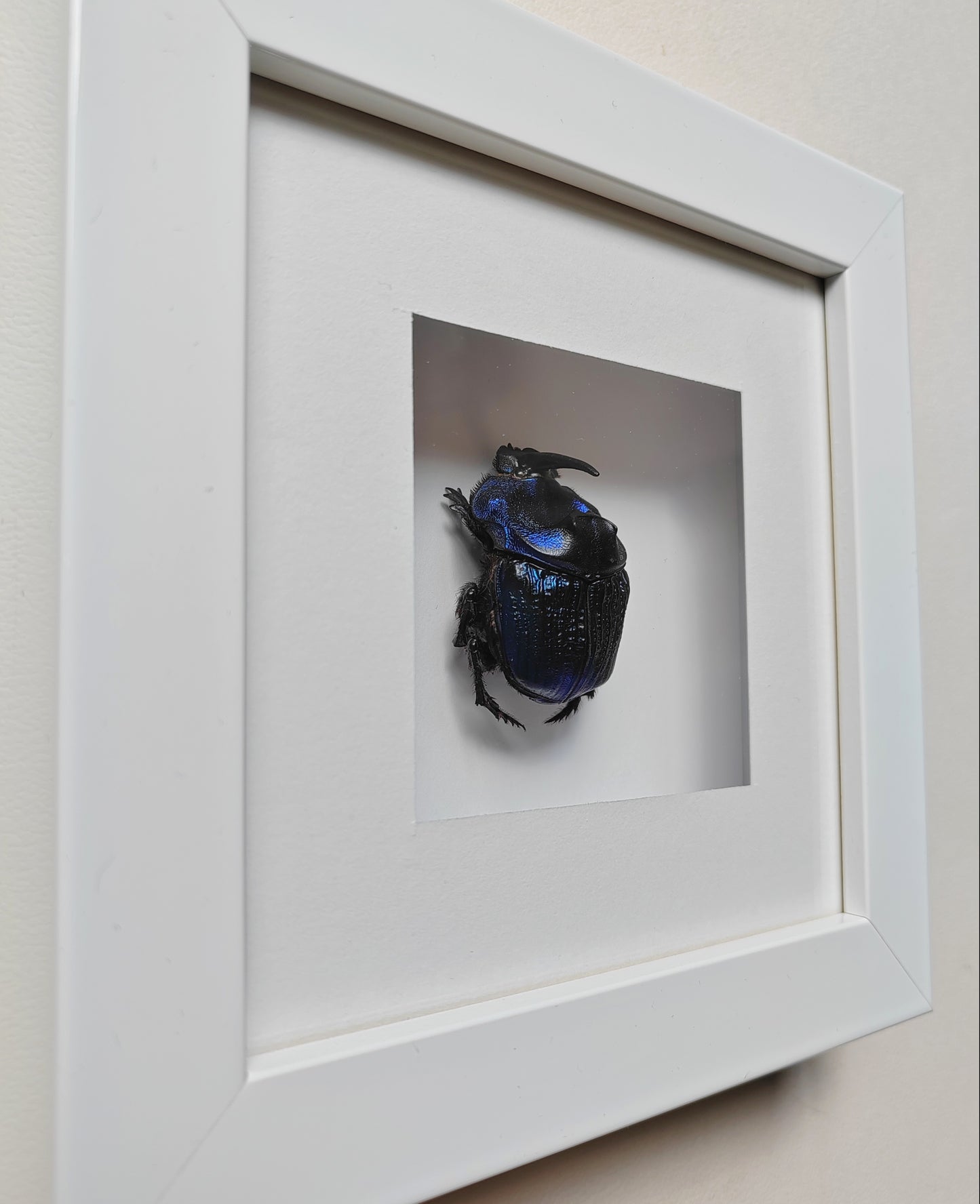 Framed real specimen Blue Scarab Beetle Coprophanaeus lancifer