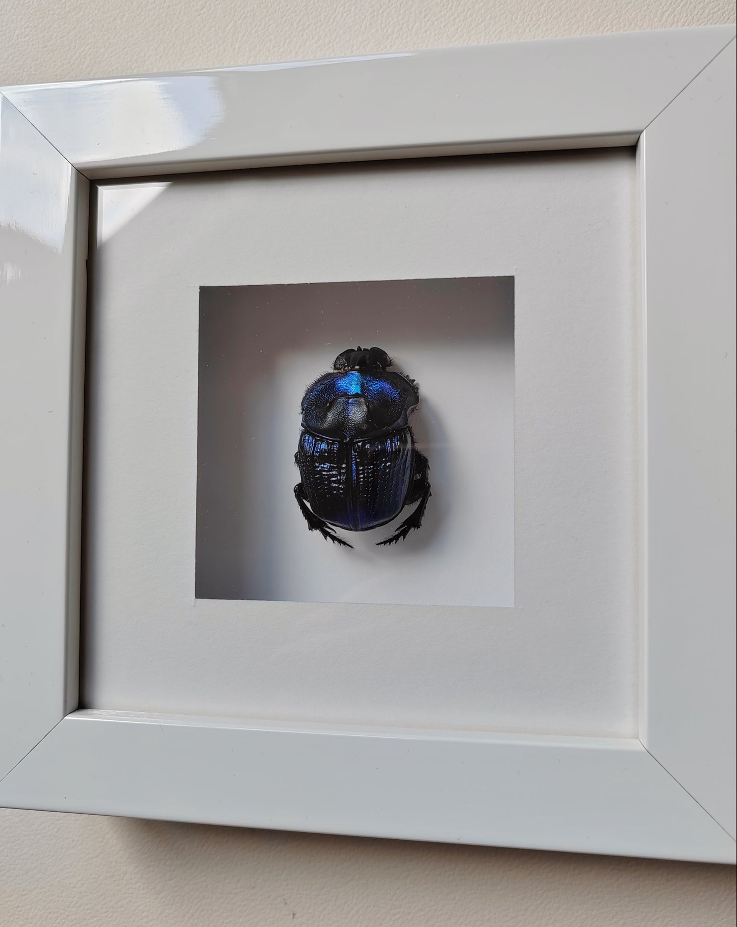 Framed real specimen Blue Scarab Beetle Coprophanaeus lancifer