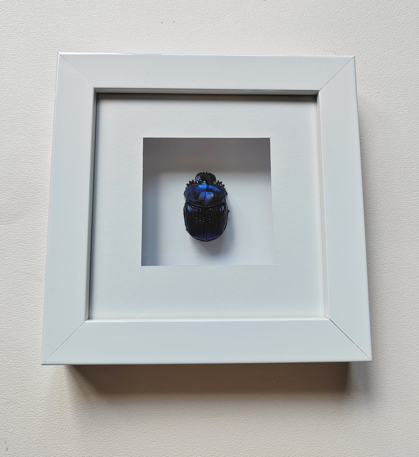 Framed real specimen Blue Scarab Beetle Coprophanaeus lancifer