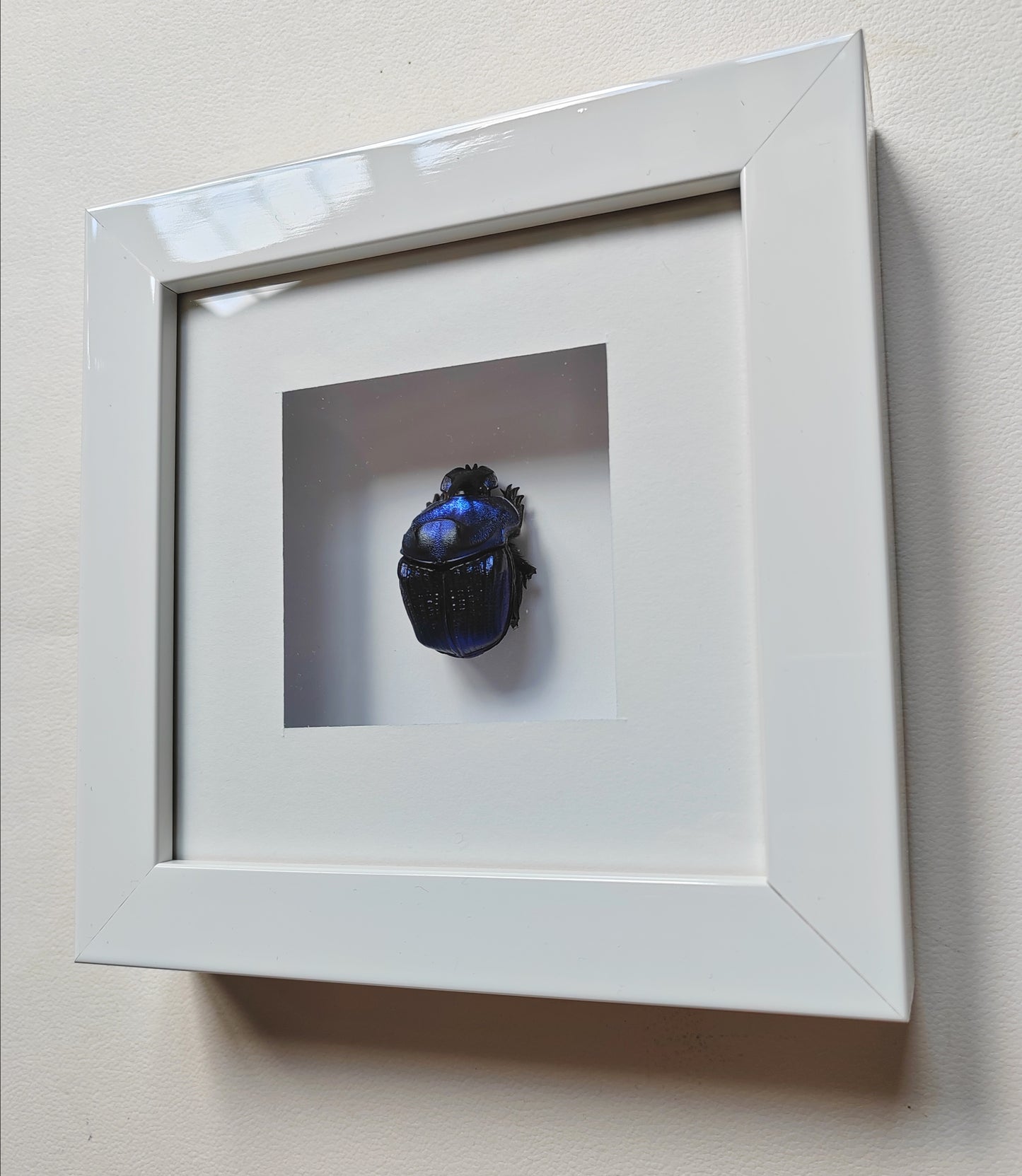 Framed real specimen Blue Scarab Beetle Coprophanaeus lancifer