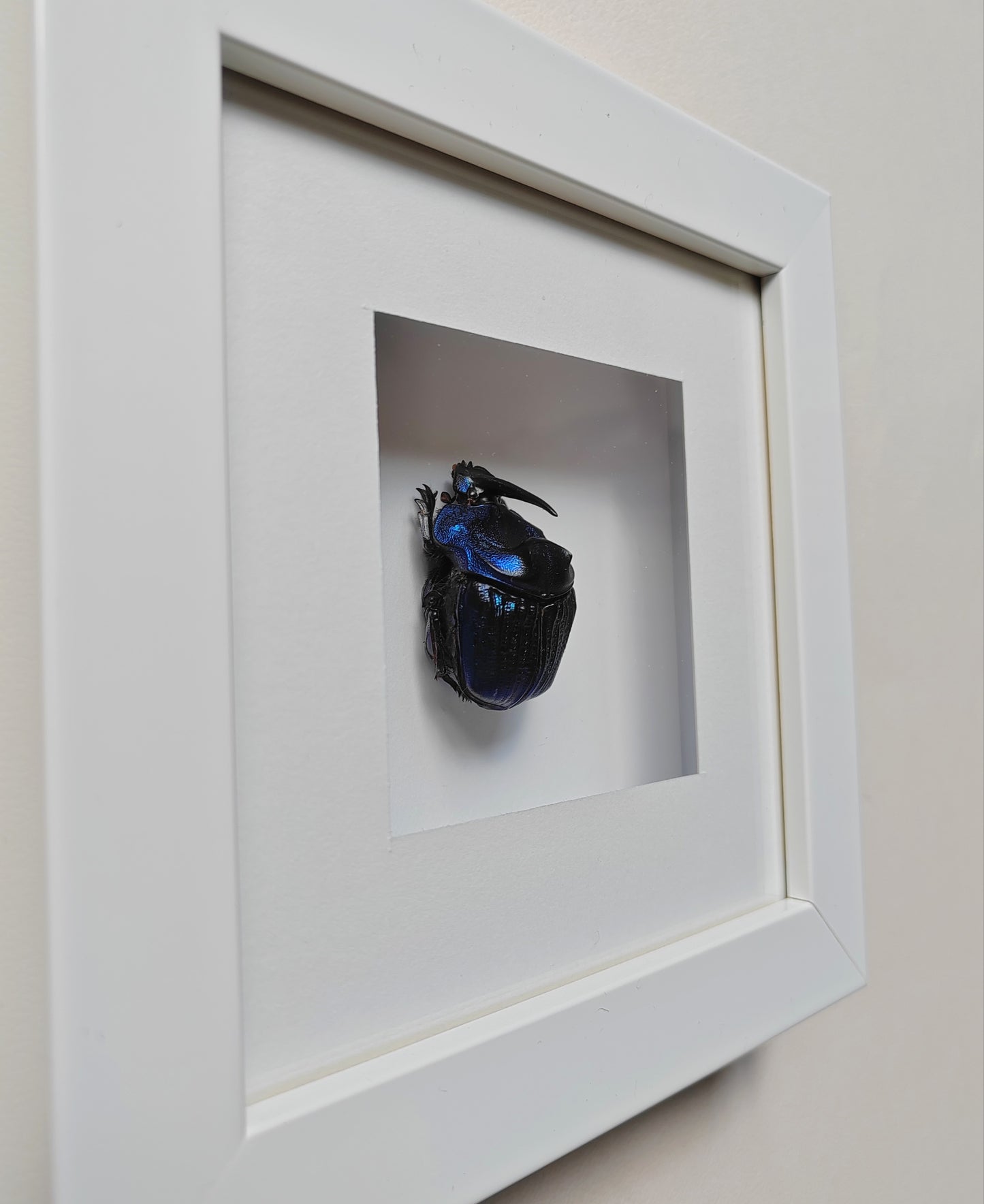 Framed real specimen Blue Scarab Beetle Coprophanaeus lancifer