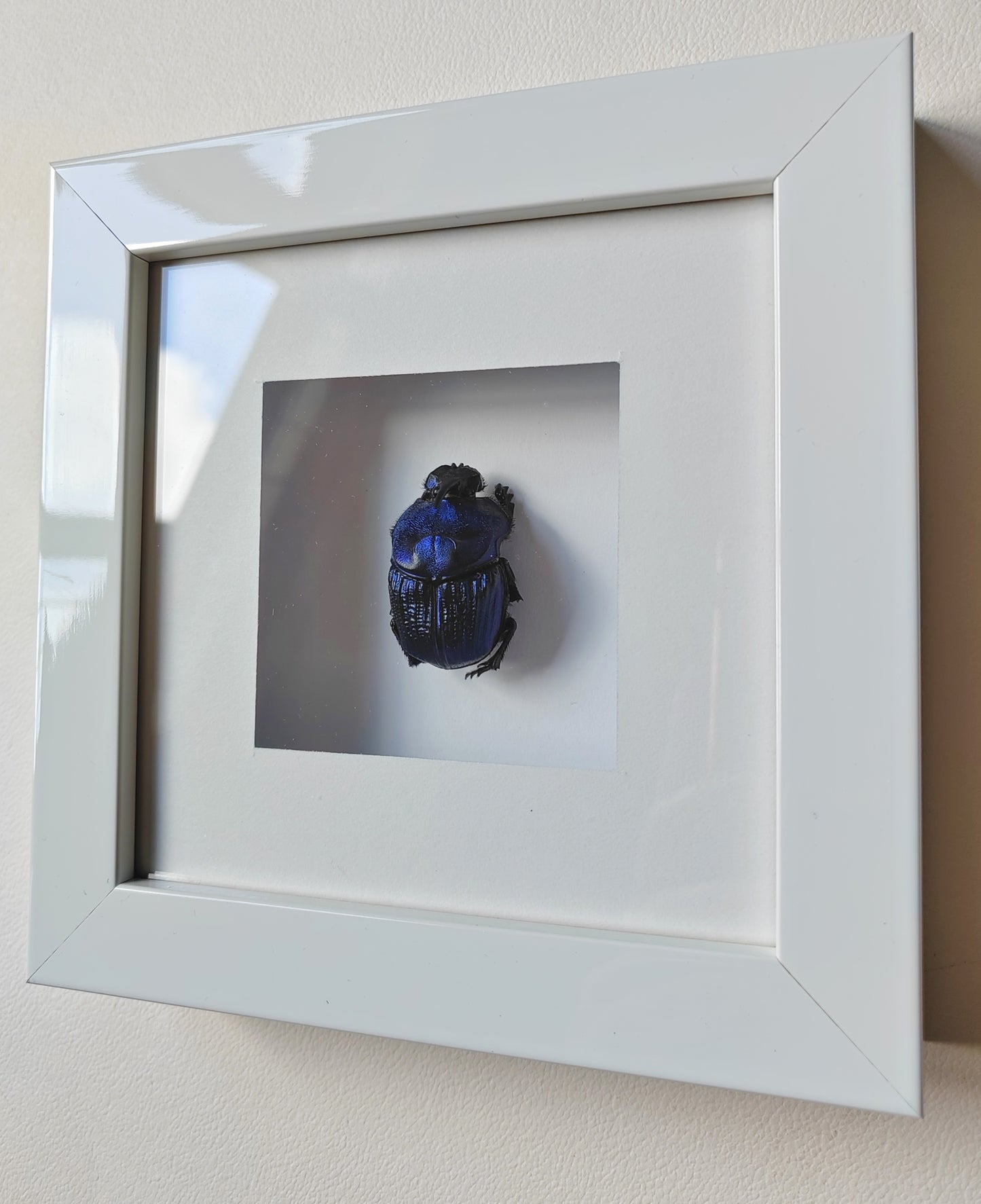 Framed real specimen Blue Scarab Beetle Coprophanaeus lancifer