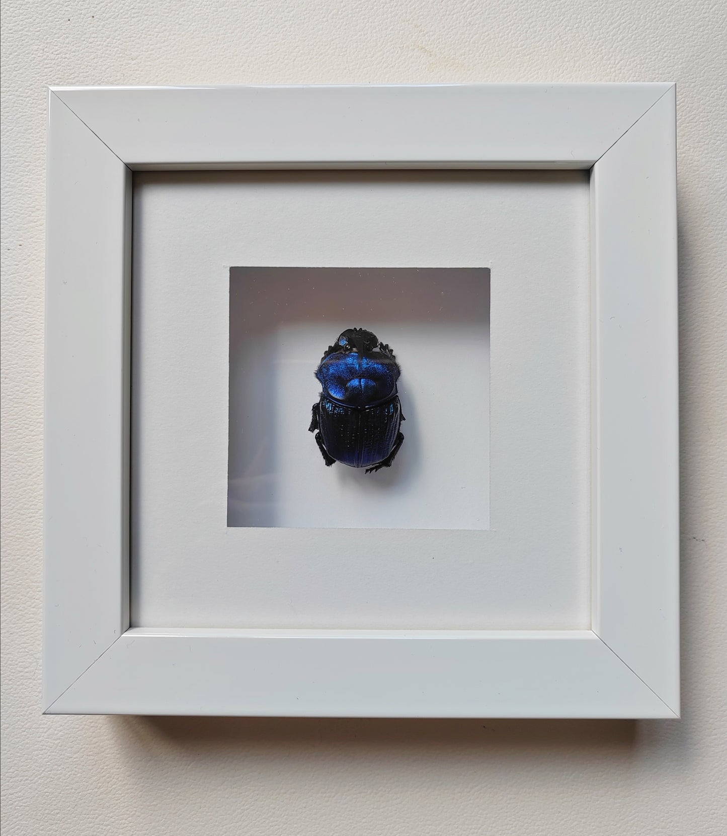 Framed real specimen Blue Scarab Beetle Coprophanaeus lancifer