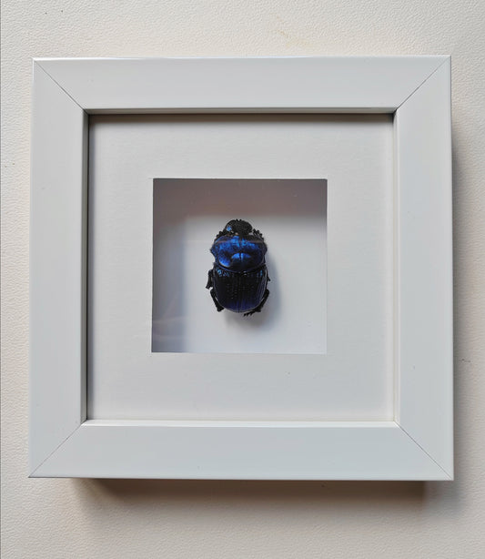 Framed real specimen Blue Scarab Beetle Coprophanaeus lancifer