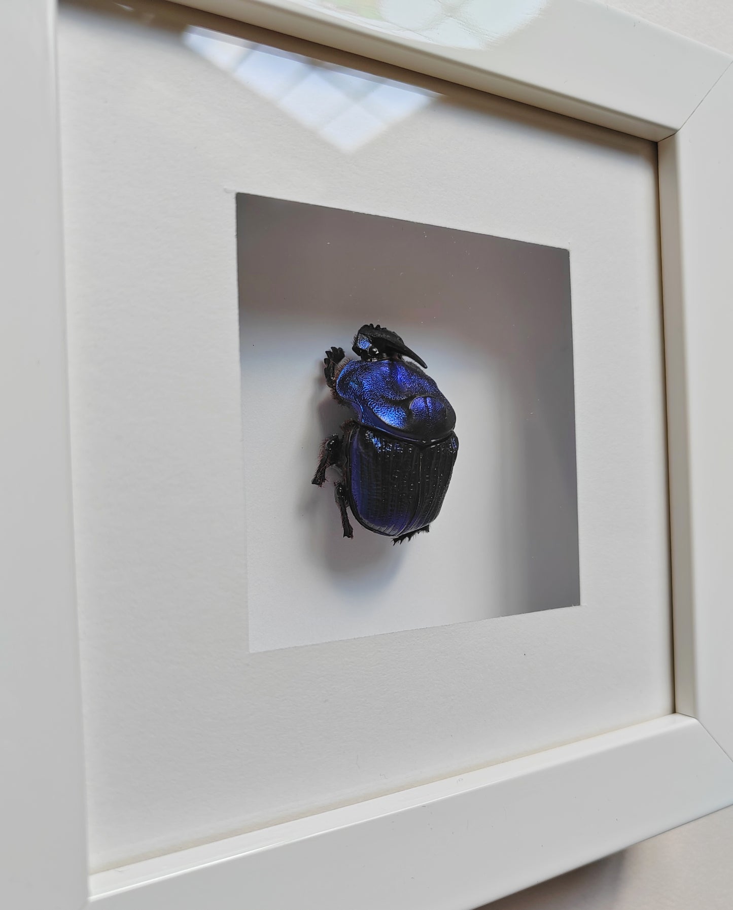 Framed real specimen Blue Scarab Beetle Coprophanaeus lancifer