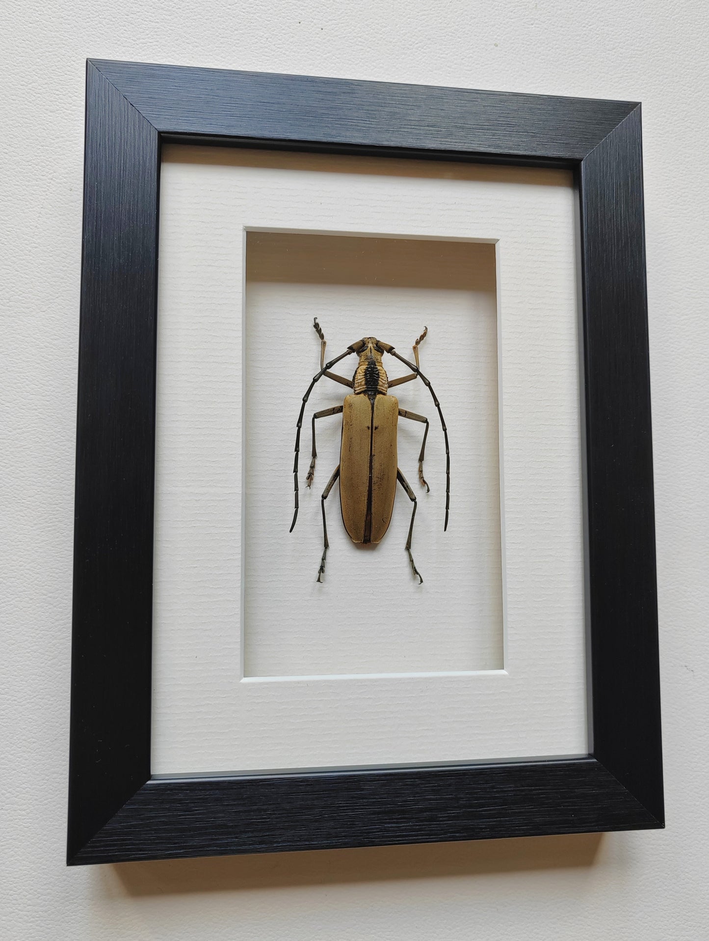 Massicus pascoei Framed real specimen Longhorn Beetle