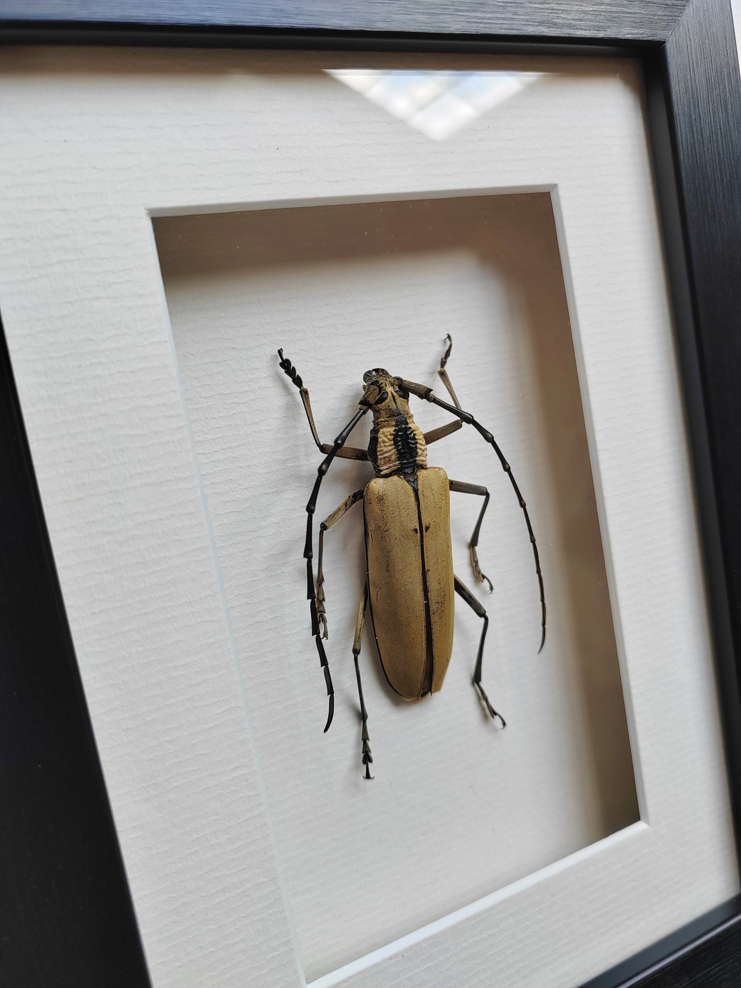 Massicus pascoei Framed real specimen Longhorn Beetle