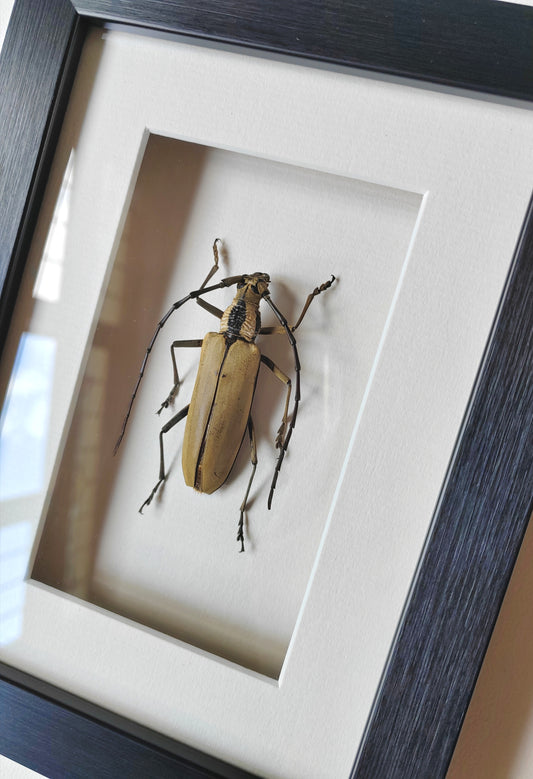 Massicus pascoei Framed real specimen Longhorn Beetle