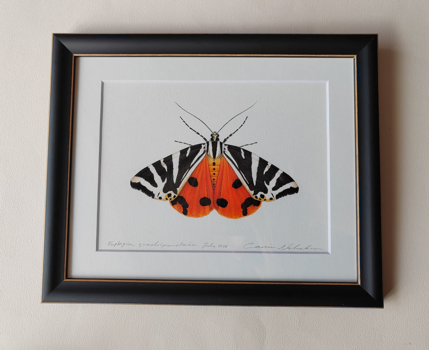 Jersey Tiger Moth, framed original artwork. Euplagia quadripunctaria