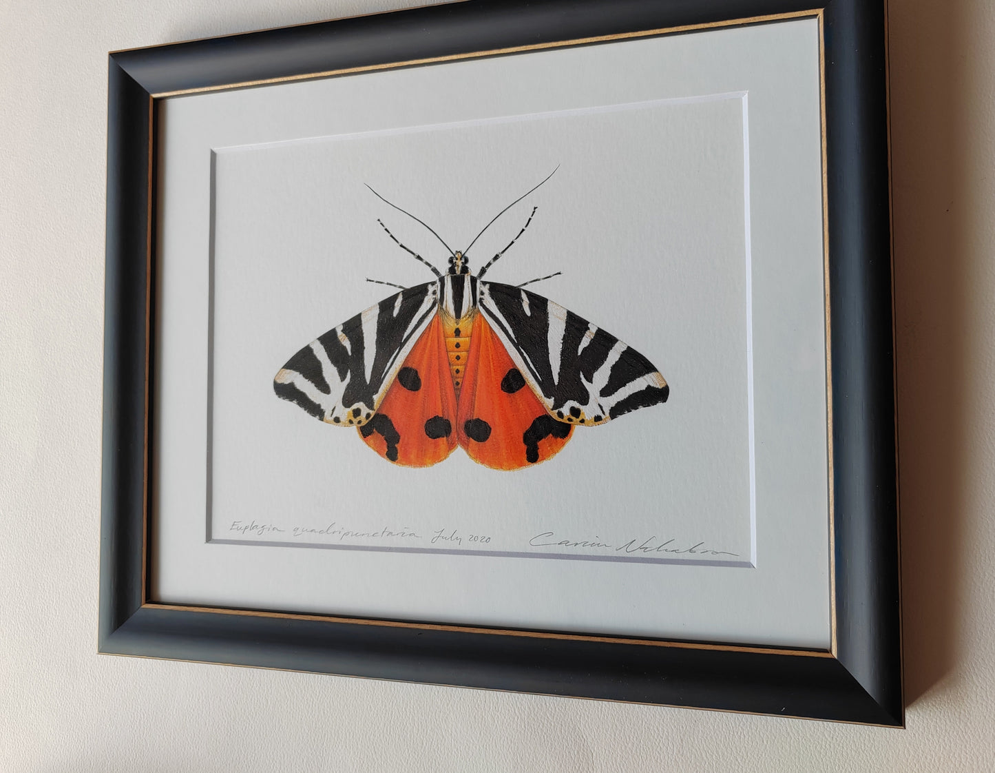 Jersey Tiger Moth, framed original artwork. Euplagia quadripunctaria