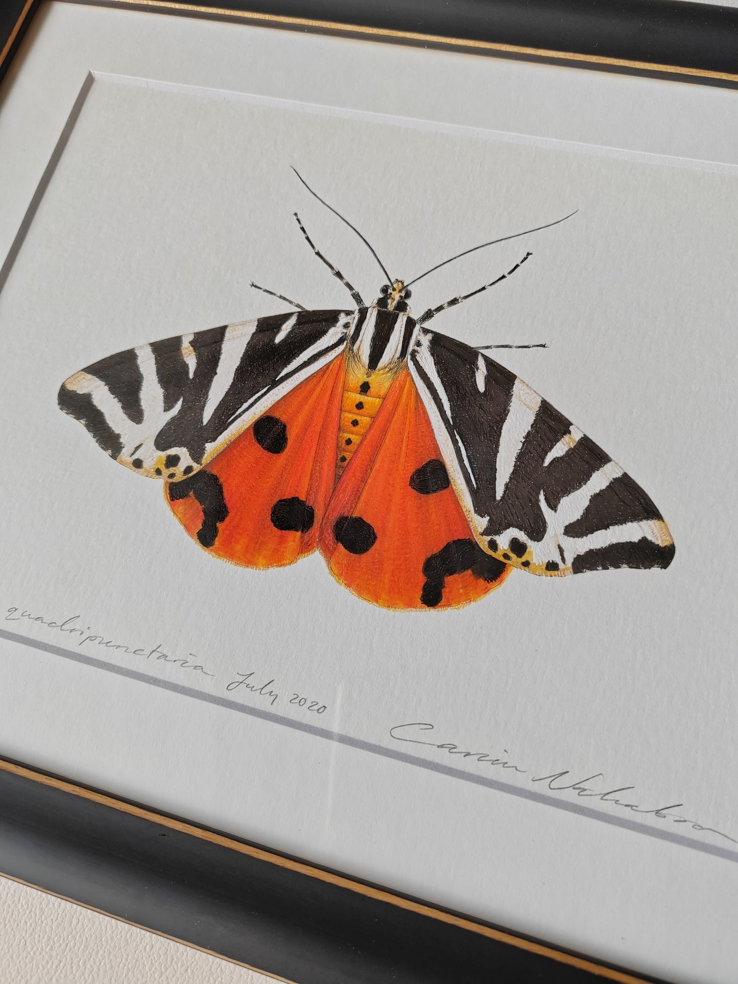 Jersey Tiger Moth, framed original artwork. Euplagia quadripunctaria