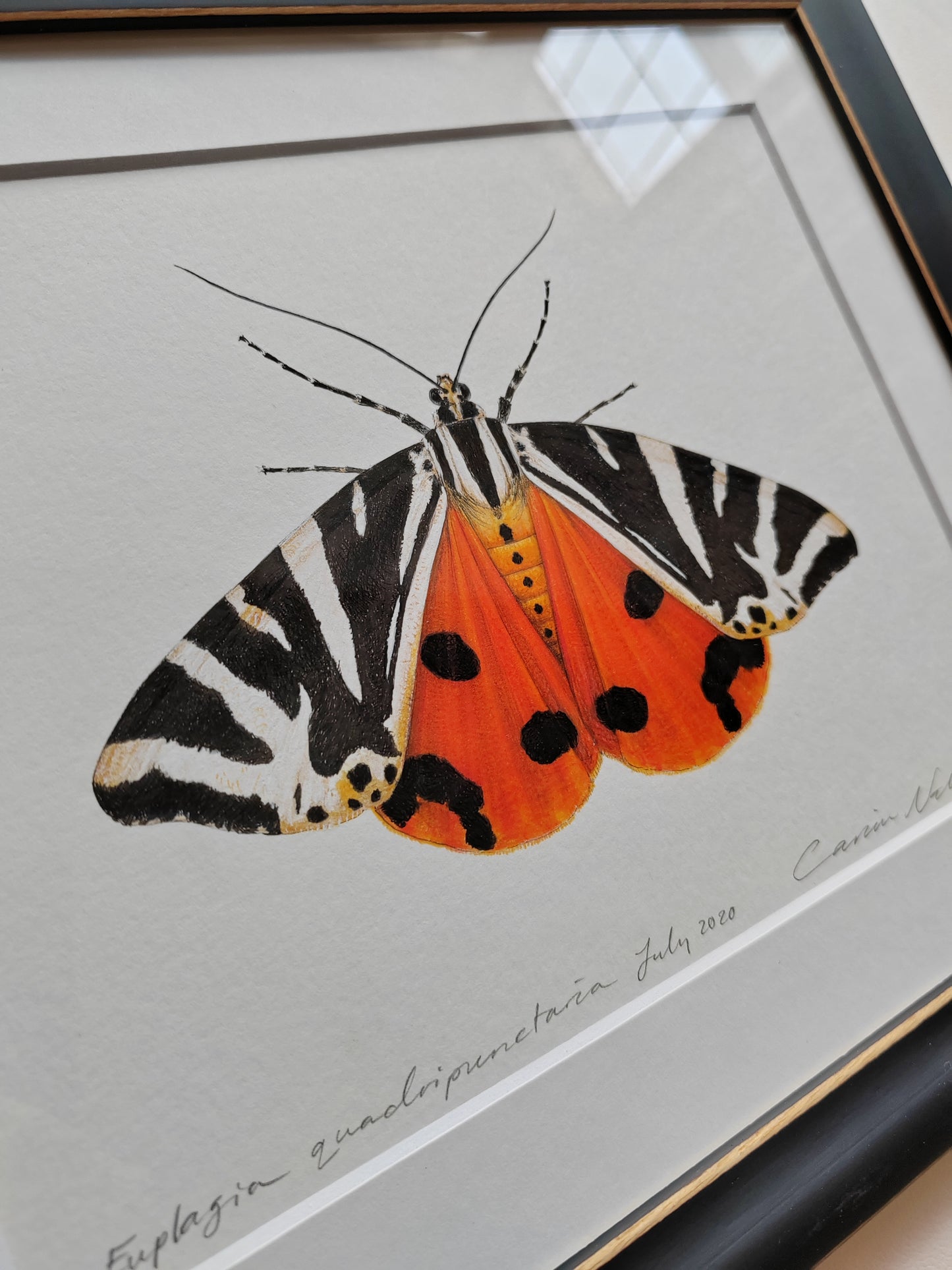 Jersey Tiger Moth, framed original artwork. Euplagia quadripunctaria