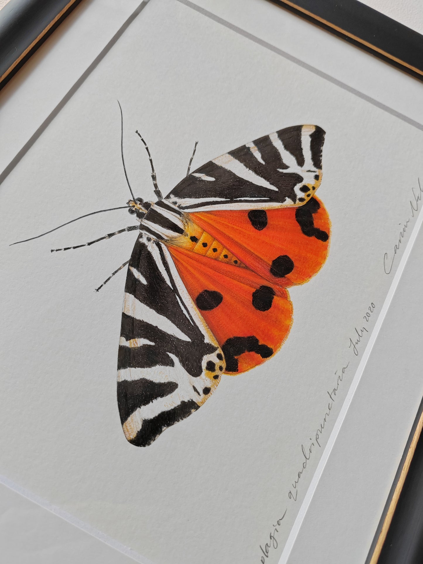 Jersey Tiger Moth, framed original artwork. Euplagia quadripunctaria