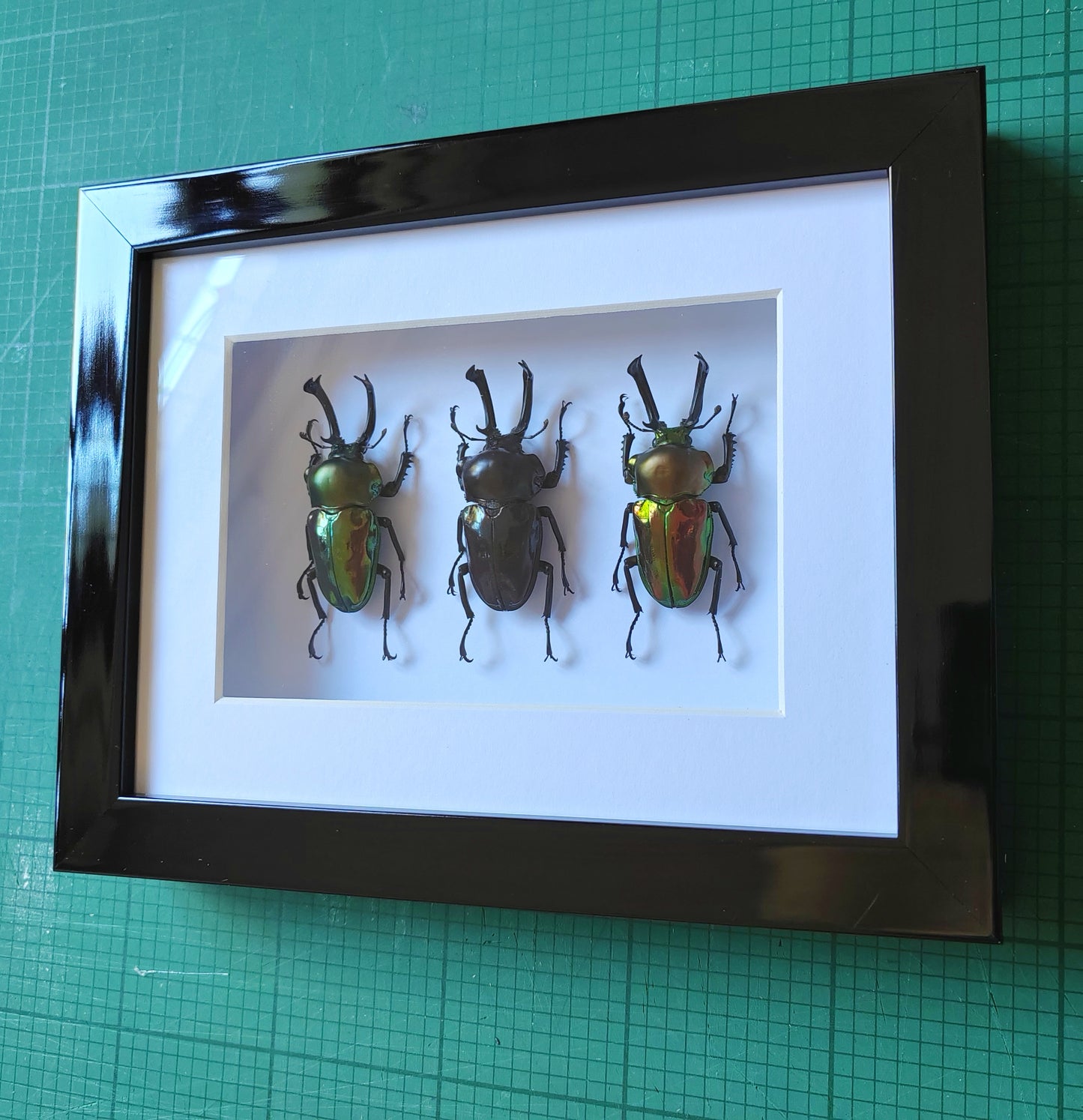 Phalacrognathus muelleri, Rainbow Stag Beetles, rare colour morph males real framed specimens