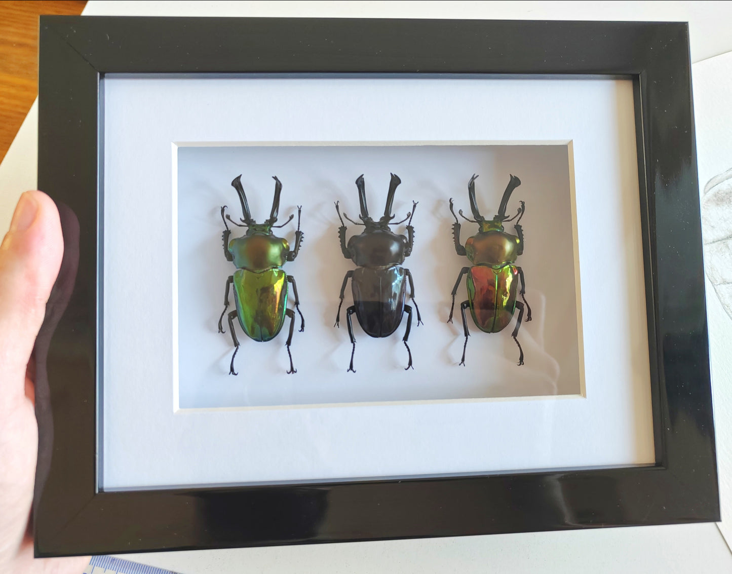 Phalacrognathus muelleri, Rainbow Stag Beetles, rare colour morph males real framed specimens