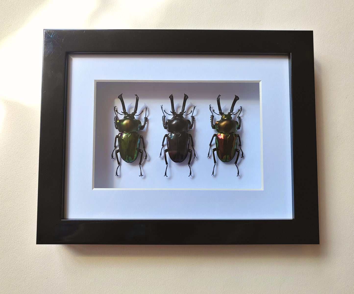 Phalacrognathus muelleri, Rainbow Stag Beetles, rare colour morph males real framed specimens