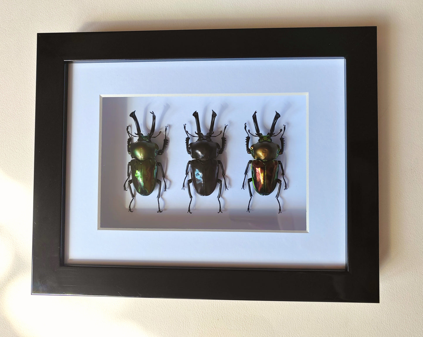 Phalacrognathus muelleri, Rainbow Stag Beetles, rare colour morph males real framed specimens