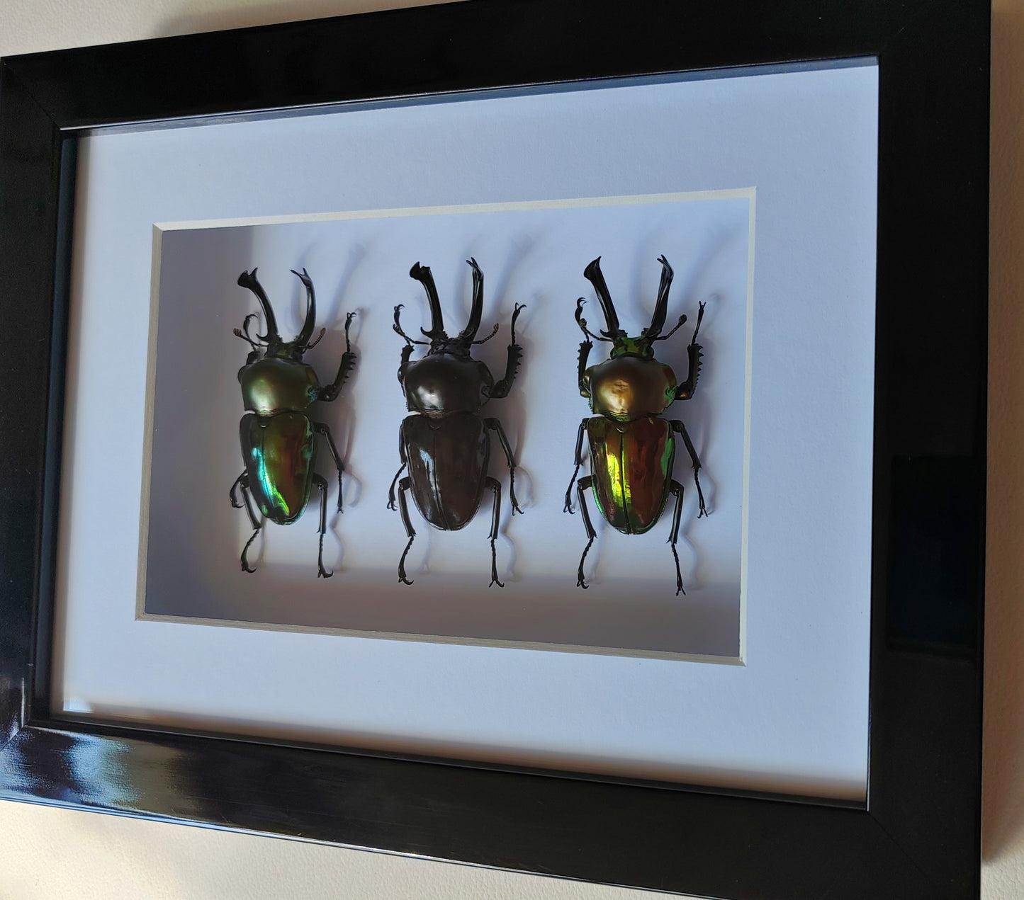 Phalacrognathus muelleri, Rainbow Stag Beetles, rare colour morph males real framed specimens